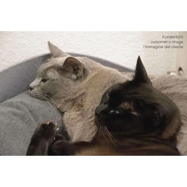 Pet Interiors ARENA Felt Designer Cat Bed