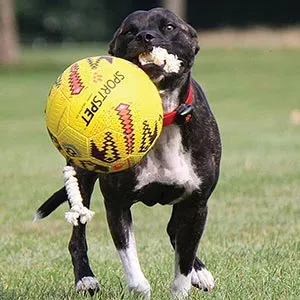 SportsPet Tough Durable Football with Rope