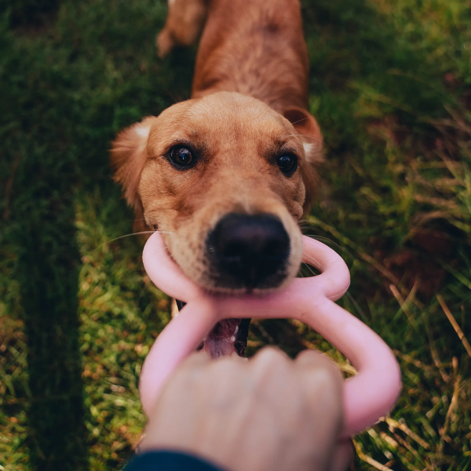 Tough Tugger Natural Rubber Dog Toy