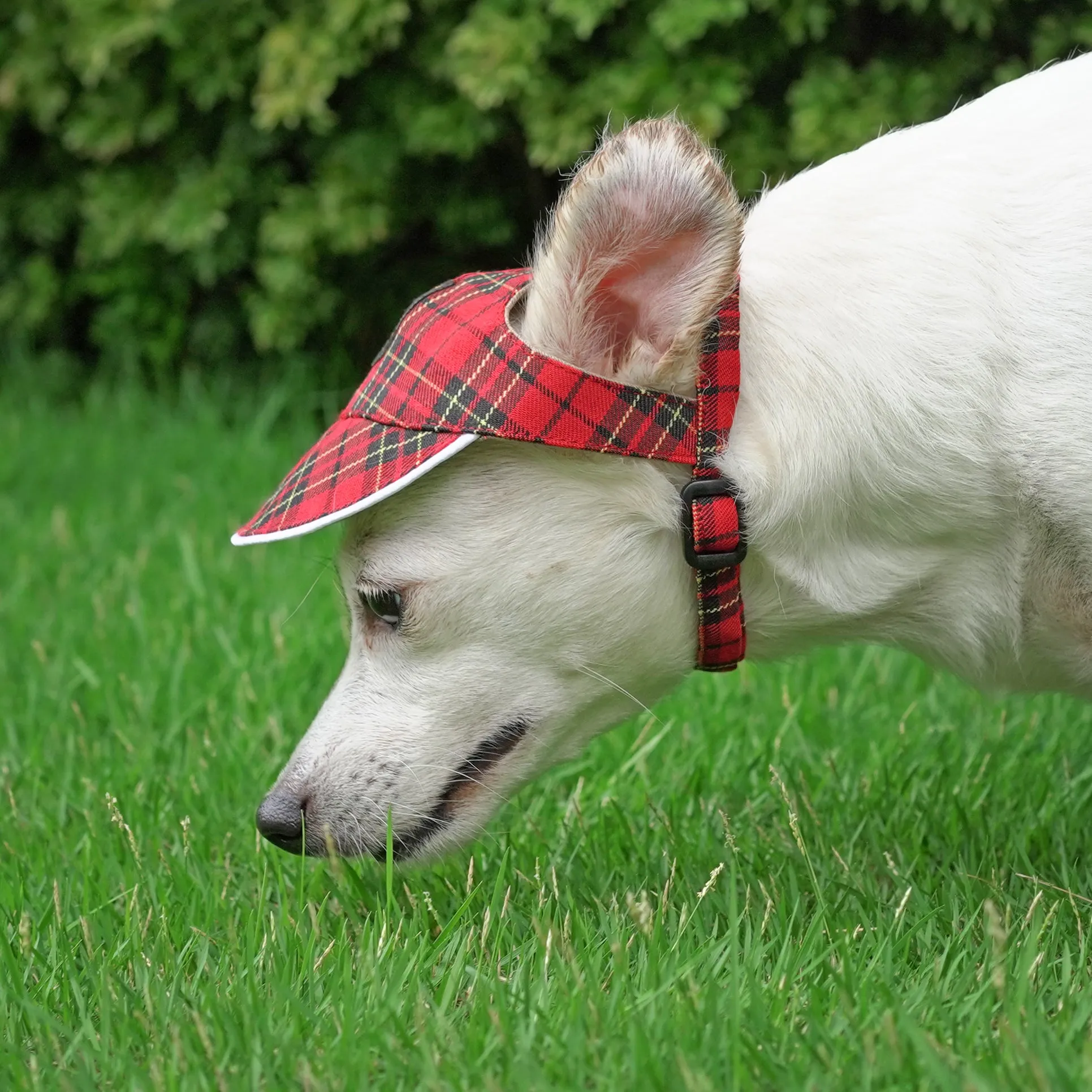 Walking Caps For Him - Red Blazer