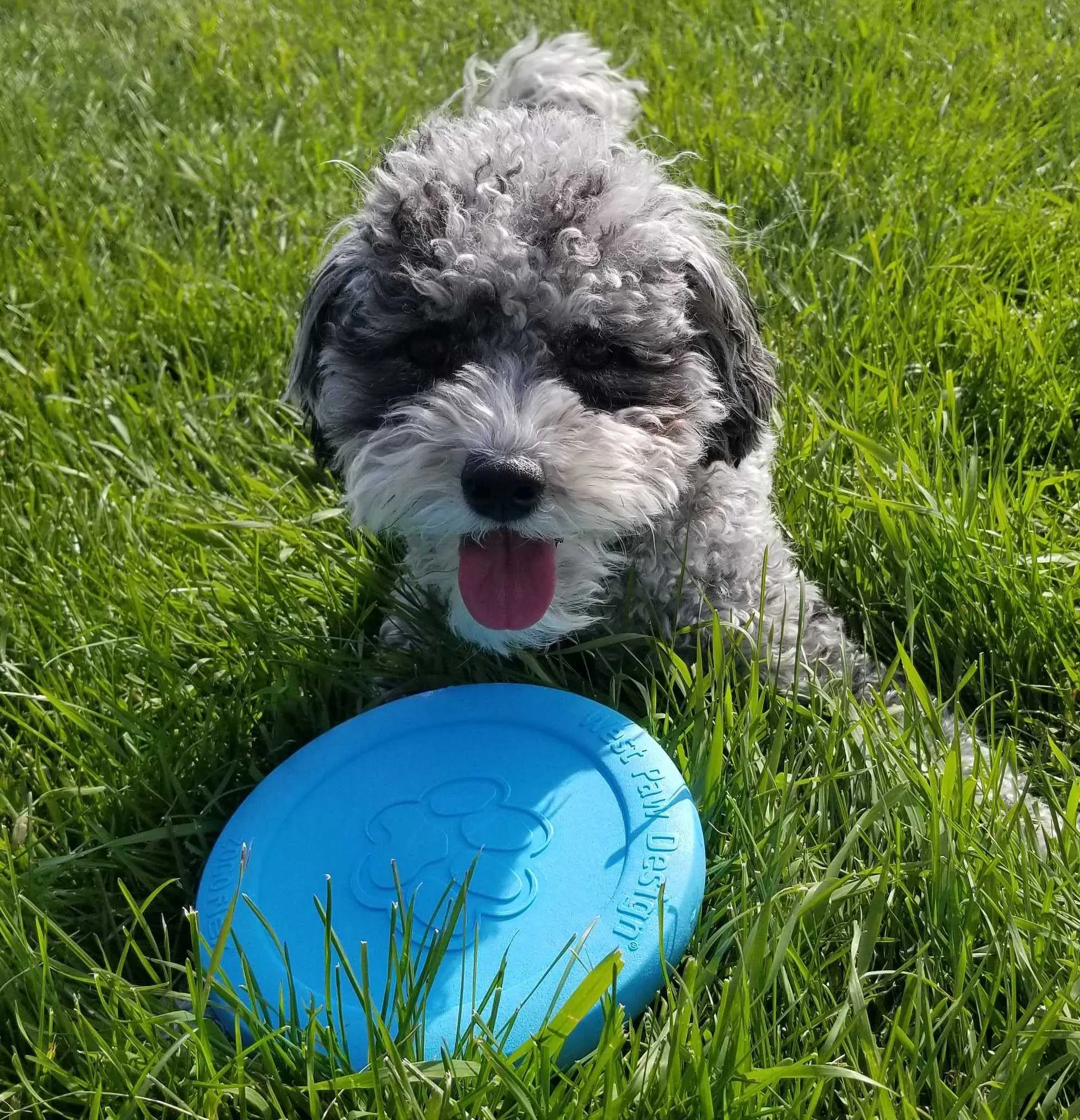 West Paw Dog Toy Zisc CLEARANCE FINAL SALE